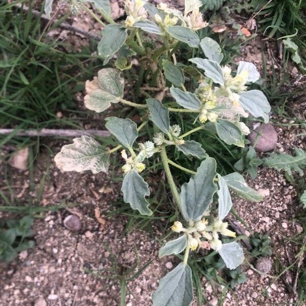 Chrozophora tinctoria Leaf