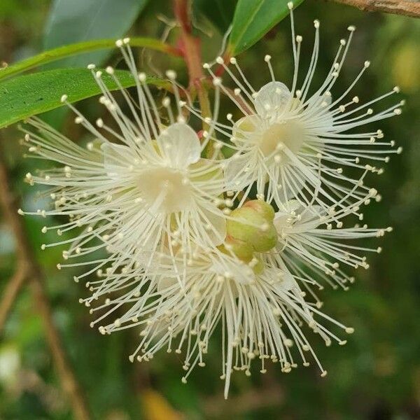 Myrcia splendens Flower