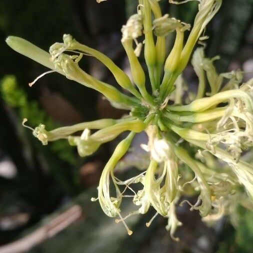 Sansevieria trifasciata Цветок