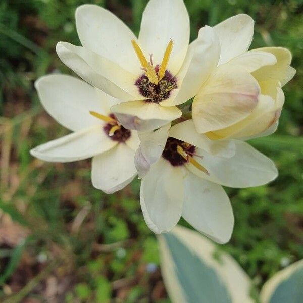 Ixia maculata Flower