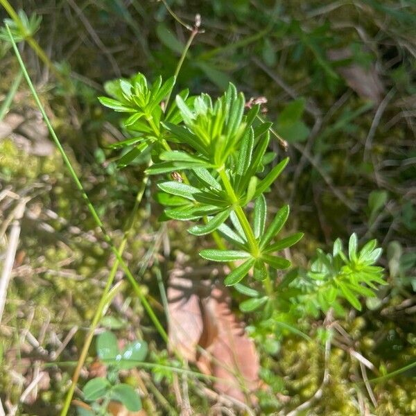 Galium album Leaf