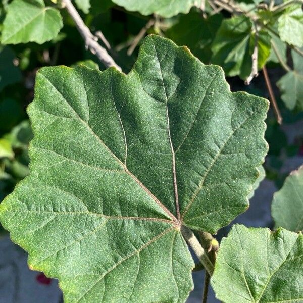 Phymosia umbellata Leaf