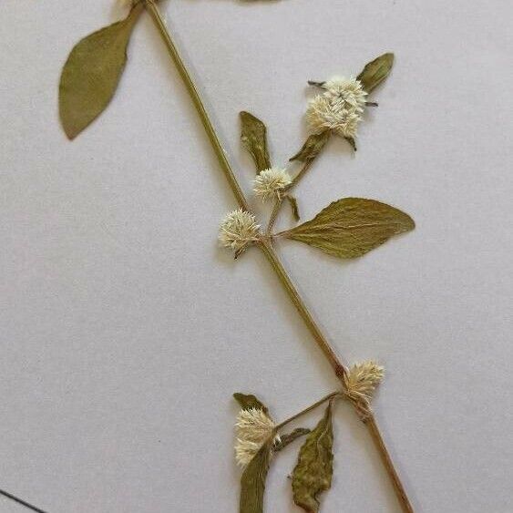 Alternanthera sessilis Кара