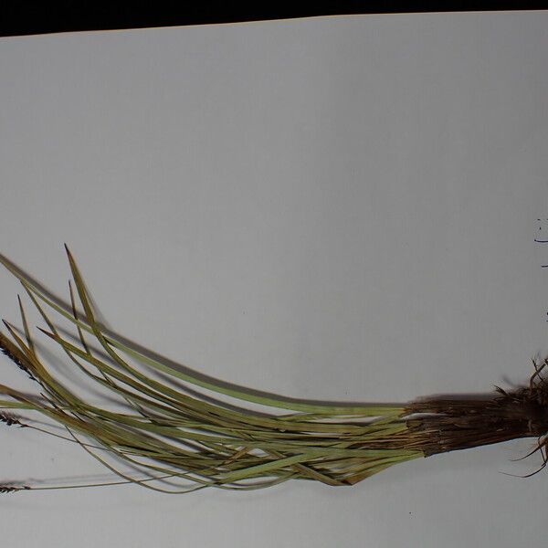 Carex esenbeckii Other