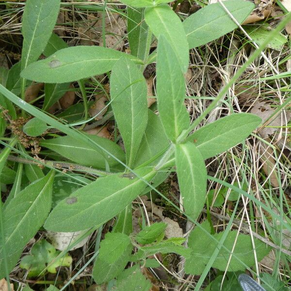 Knautia dipsacifolia Leaf