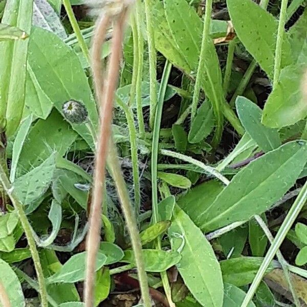 Crepis foetida Leaf