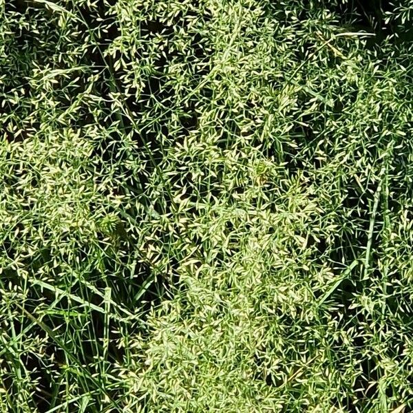 Agrostis capillaris Blüte