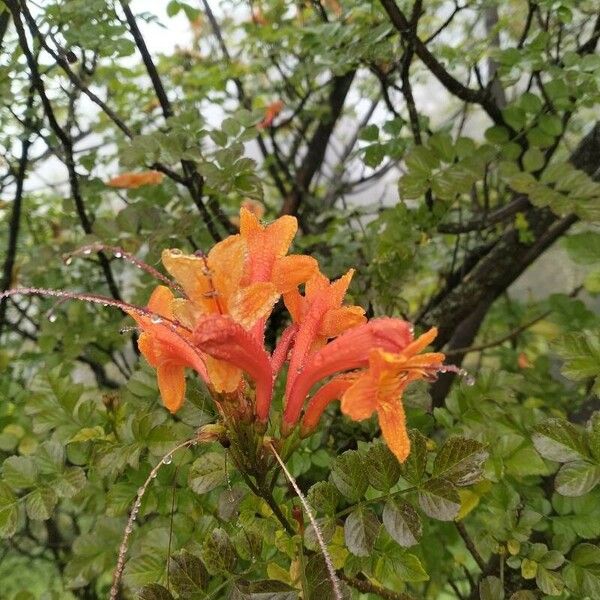 Tecomaria capensis Flower