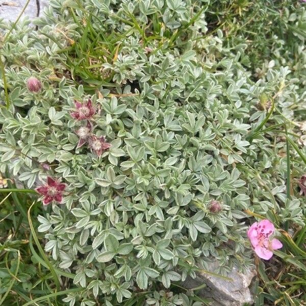 Potentilla nitida Blomma