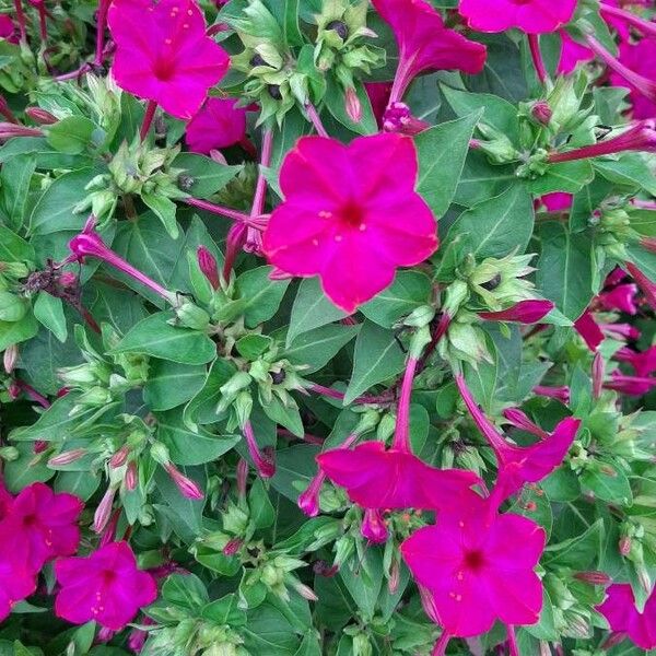 Mirabilis jalapa ফুল