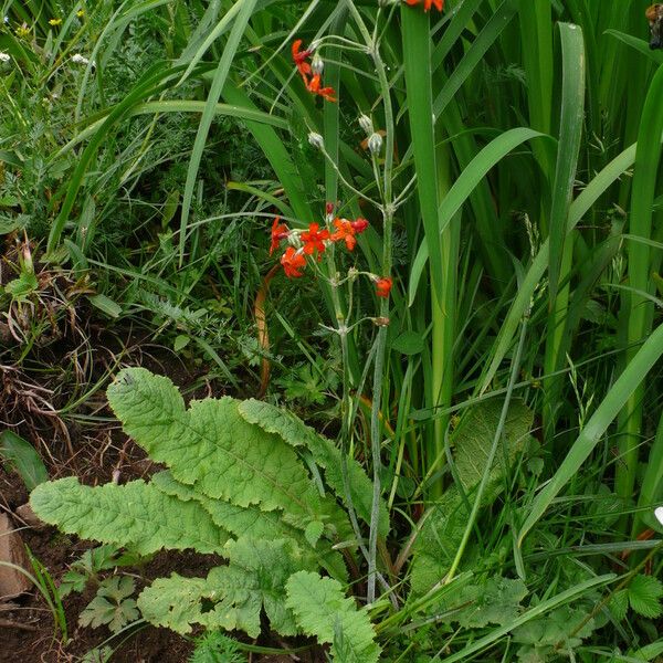 Primula cockburniana Flower