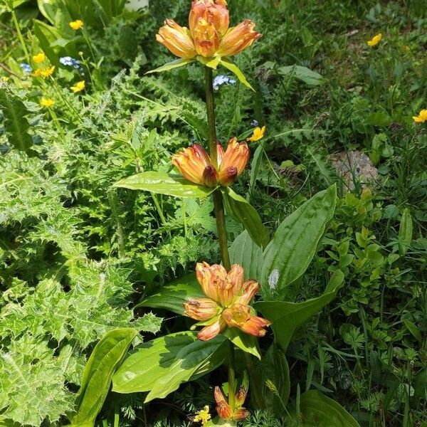 Gentiana punctata 花