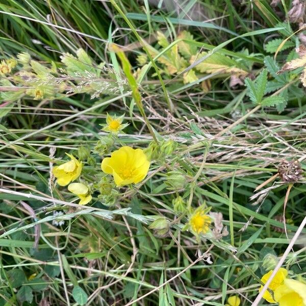 Potentilla recta Floro