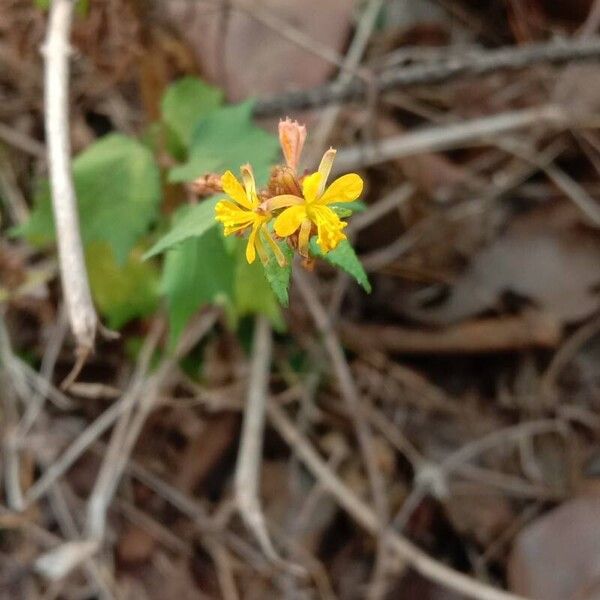 Triumfetta rhomboidea Kvet