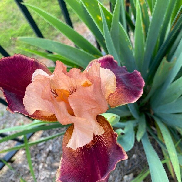 Iris barbatula Flor