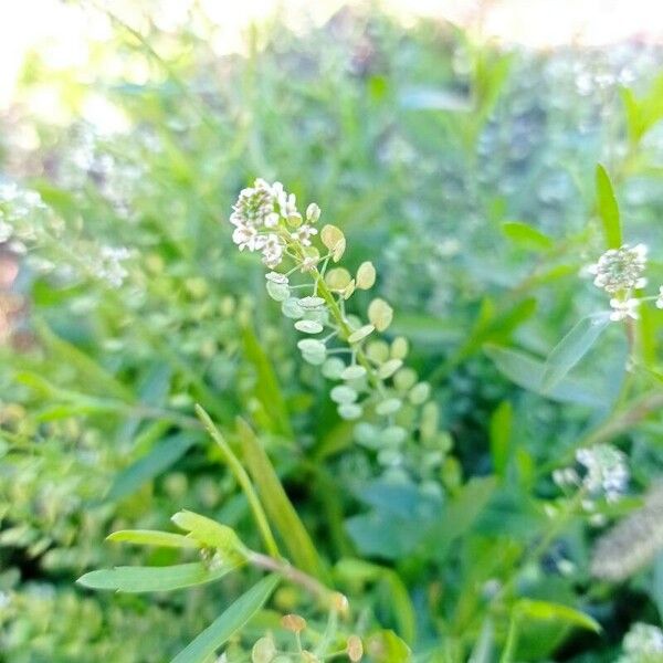 Lepidium ruderale Flors