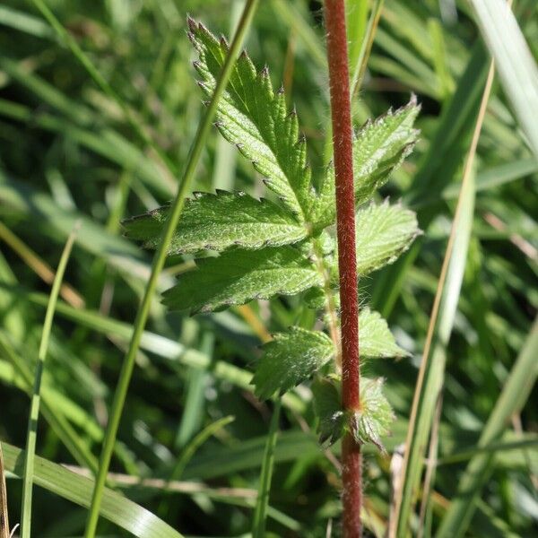 Agrimonia eupatoria Frunză