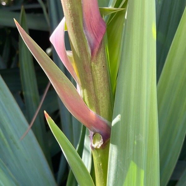 Yucca gloriosa বাকল