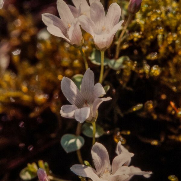 Lysimachia tenella 花