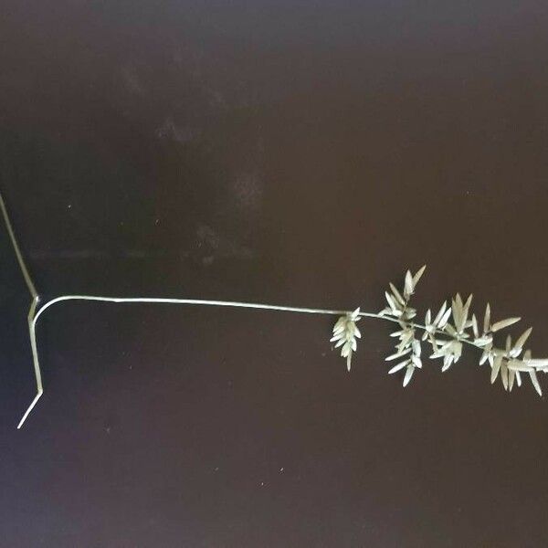 Eragrostis cilianensis 花