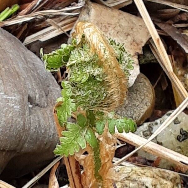 Dryopteris filix-mas Blatt