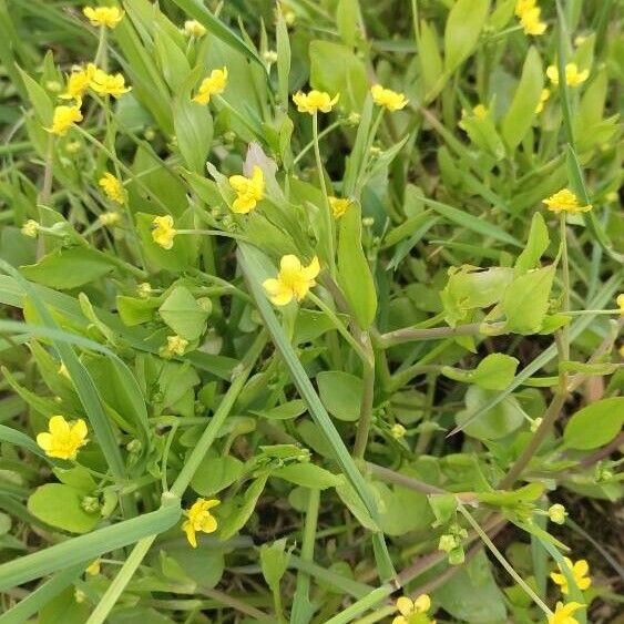 Ranunculus ophioglossifolius Blüte