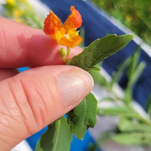 Impatiens capensis Flors