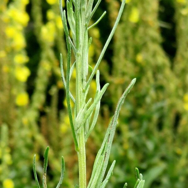 Artemisia abrotanum Leaf