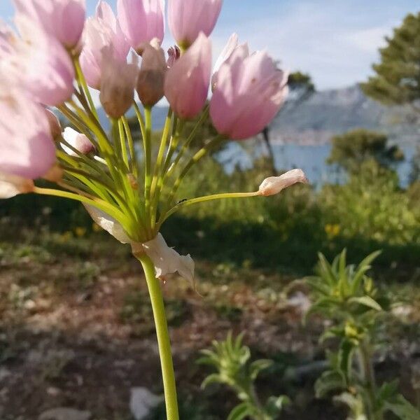 Allium roseum Flor