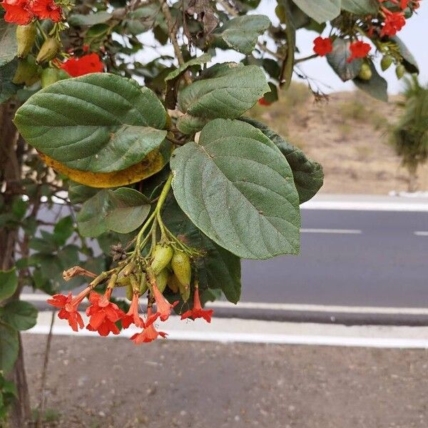 Cordia sebestena Õis