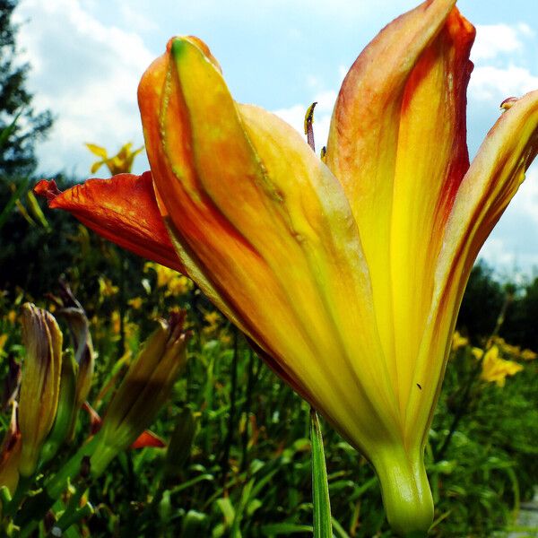 Hemerocallis fulva 花