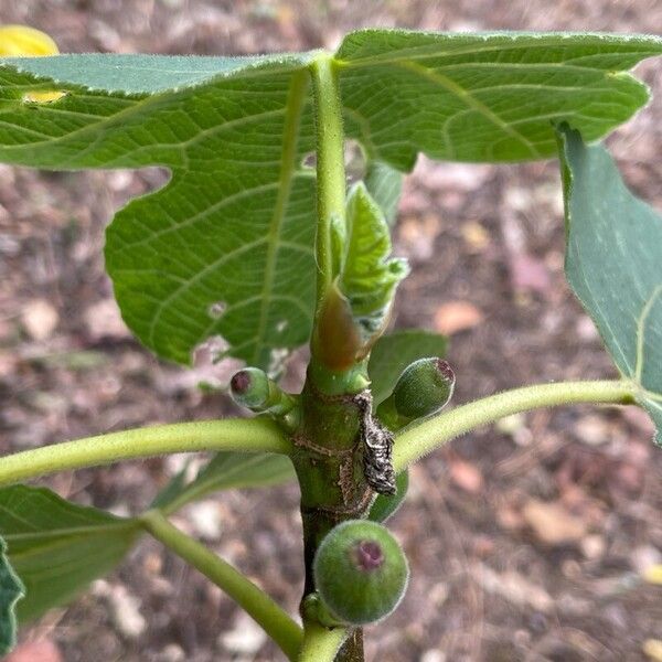 Ficus carica Schors