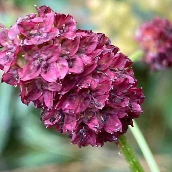 Sanguisorba officinalis Floro