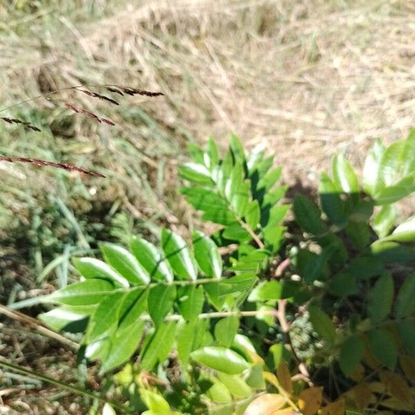 Rhus copallinum पत्ता