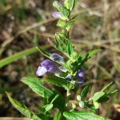 Scutellaria lateriflora പുഷ്പം