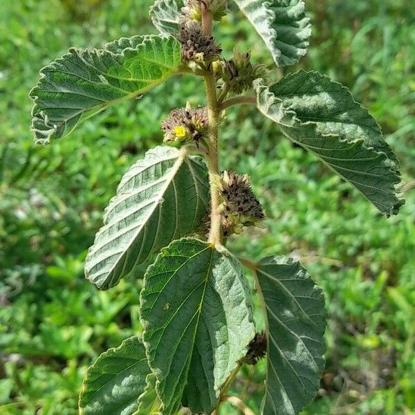 Waltheria indica Habit