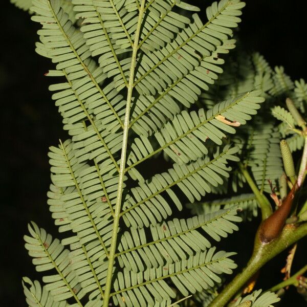 Vachellia collinsii 葉