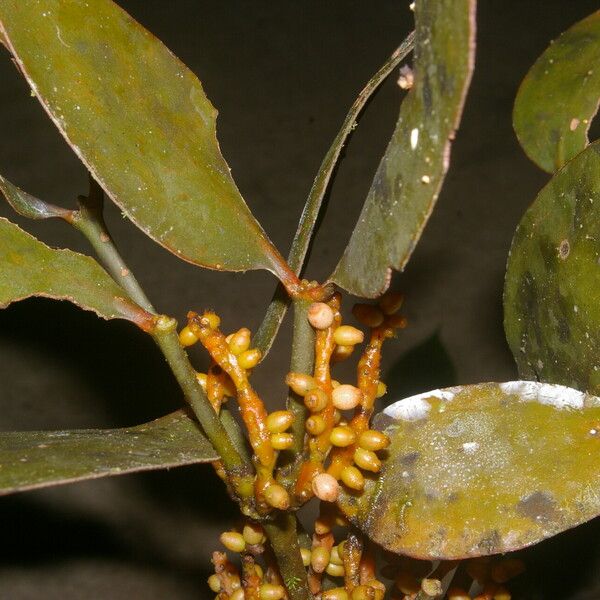 Phoradendron nitens Gyümölcs