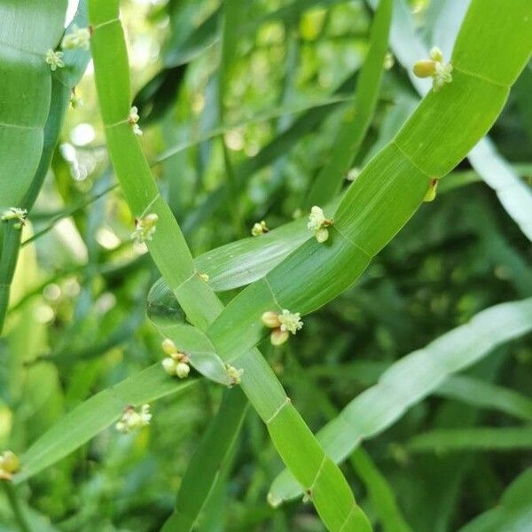 Muehlenbeckia platyclada Kvet