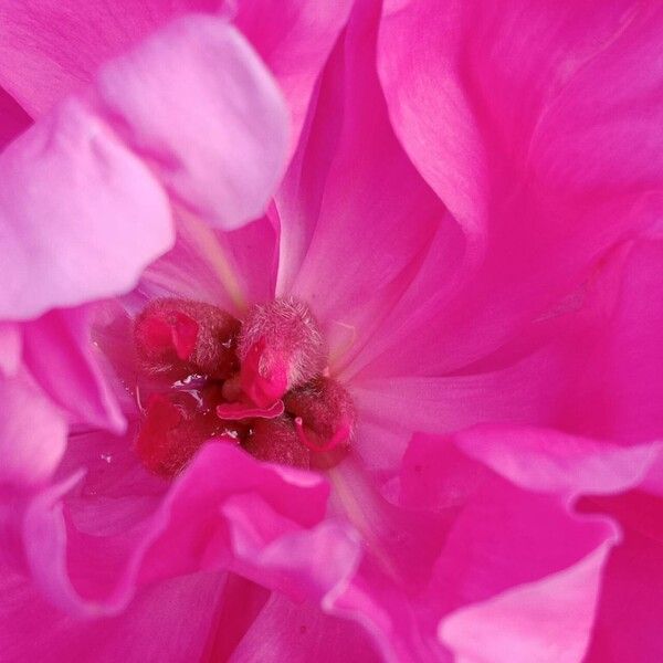 Paeonia lactiflora Flower