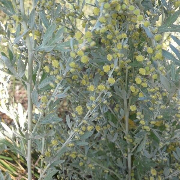 Artemisia absinthium Flor