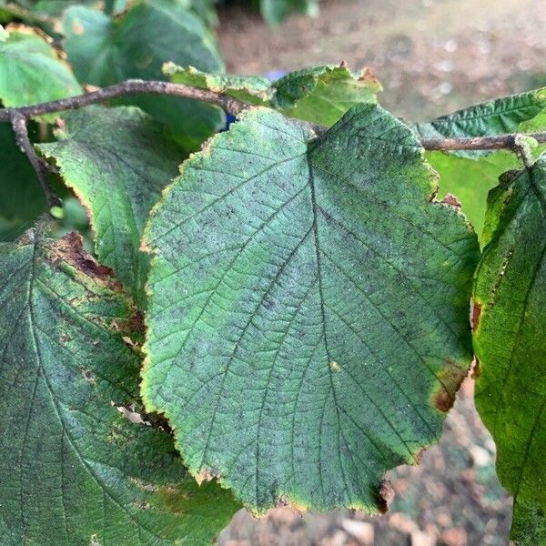 Corylus maxima Leaf