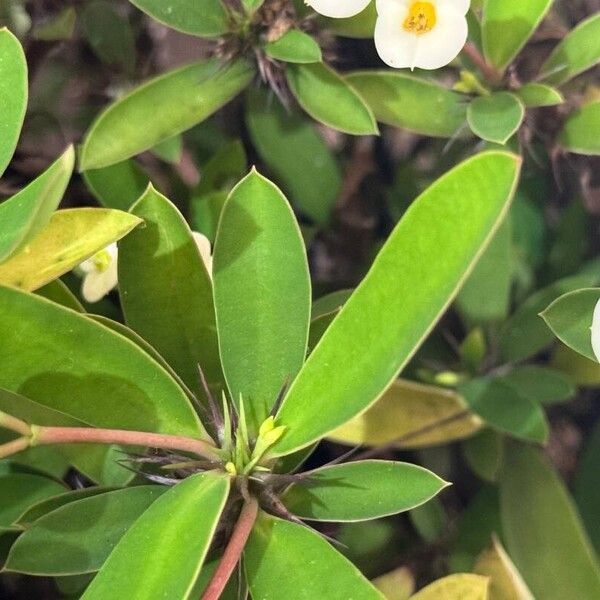 Euphorbia lophogona Leht