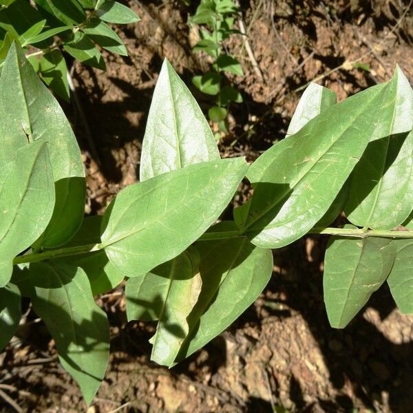 Coriaria myrtifolia 叶