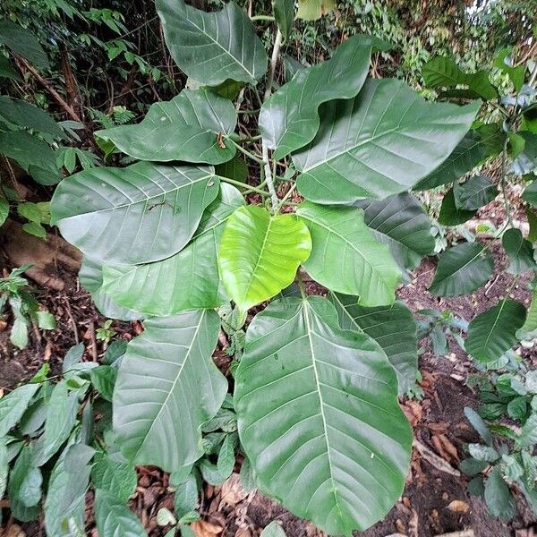 Ficus bubu Hostoa