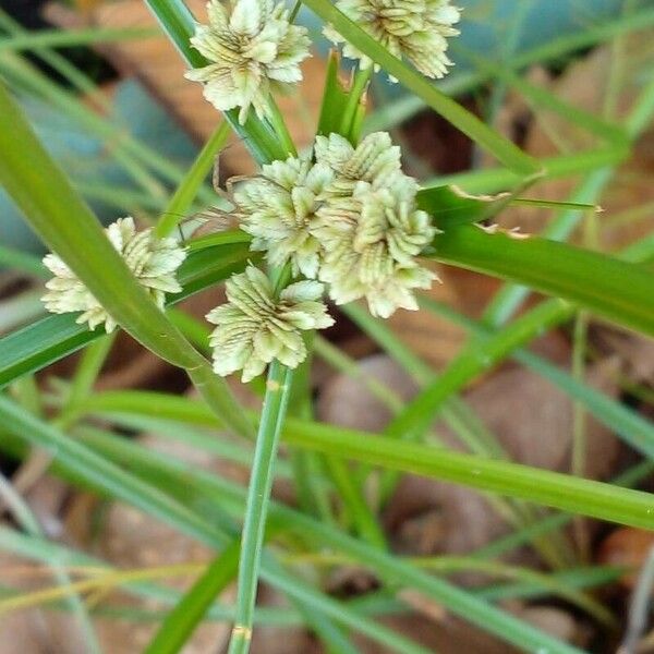 Cyperus luzulae Virág