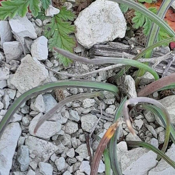 Muscari neglectum Leaf