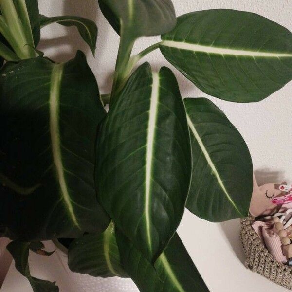 Dieffenbachia oerstedii पत्ता