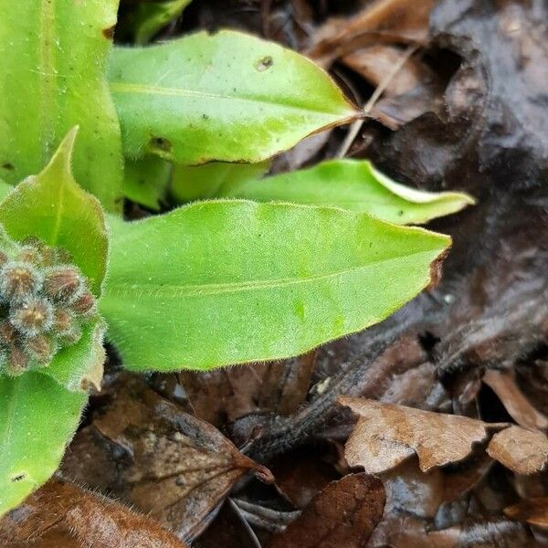 Pulmonaria mollis Leaf