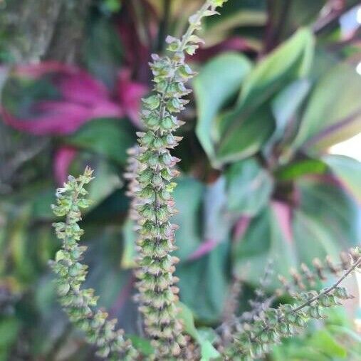 Ocimum gratissimum Flower